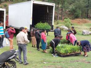 Trees being distributed for reforestation