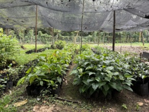 Trees for reforestation in Mexico