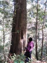 Species identification