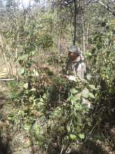 Measurements to develop a management plan