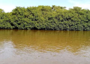 Mangroves in Sarstun