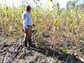 Don Tereso with his corn