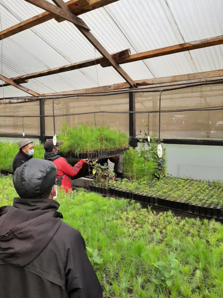 Community reforestation campaign in Totonicapan