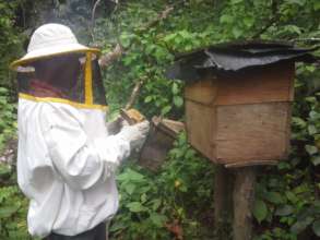 Beekeeper at work