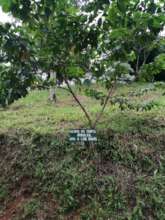 Who does not cut trees, loves others