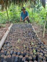 Community tree nurseries