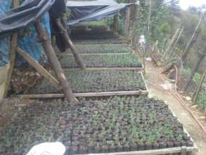 Community-run tree nursery