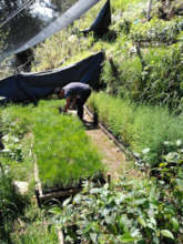 Wilfre at the municipal tree nursery