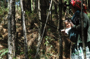 Thinning brings forests back to healthy densities