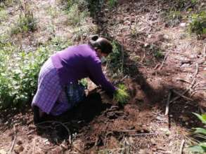 Community Reforestation in Totonicapan