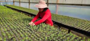 Restore and Protect Forests in Mesoamerica