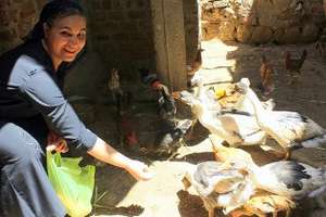 Om Abanoub and her chicken