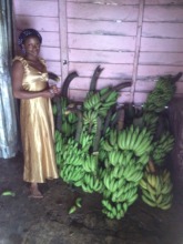 Gladys banana keeps increasing