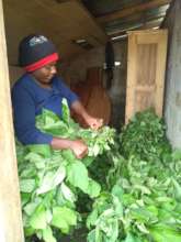 Chamba preparing her vegetables for the market