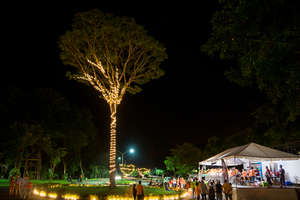 Jacaranda Tree