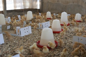 Our new family: 1000 chicks for sustainability