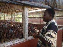 poultry farm
