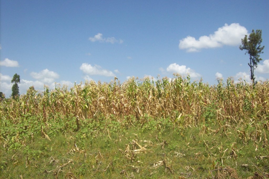 Tareto Maa cornfield spoiled by disease