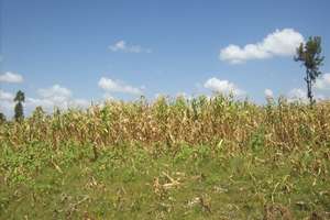 Tareto Maa cornfield spoiled by disease