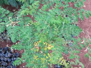 Moringa tree growing!