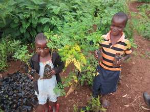 moringa tree nursery with children