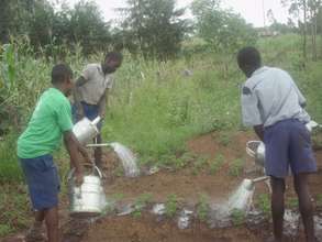 EYAC moringa tree nursery