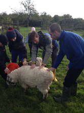 It's all hard work on the farm in Somerset!