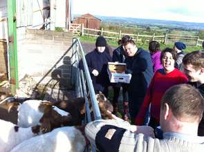 Feeding the animals