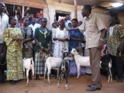 Send a goat