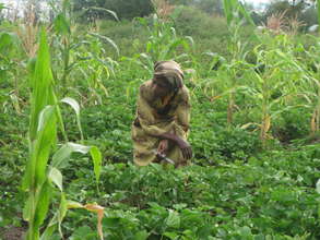 An OFSP Farmer
