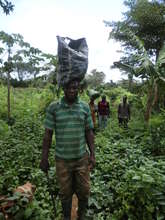 return of a cocoa farmer field