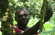 Reabilitation of 150 cocoa orchards in cameroon