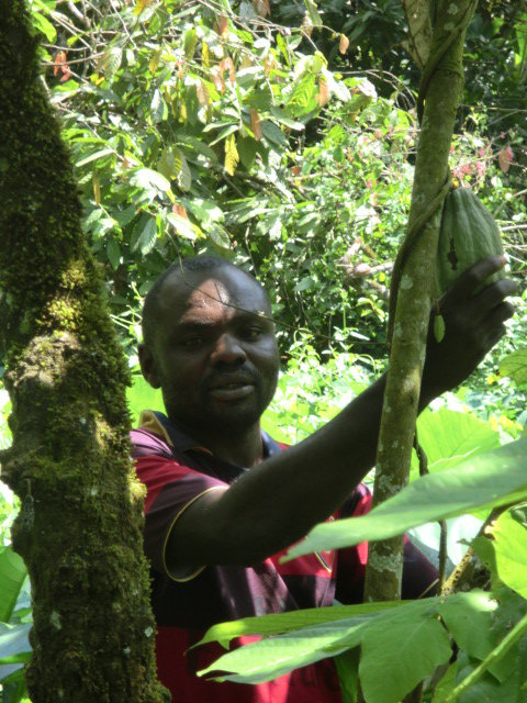 Reabilitation of 150 cocoa orchards in cameroon