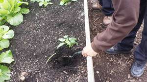 Nurturing our newest plants