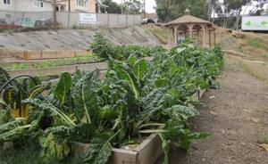 Chard and lettuce ready for harvest