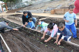 Planting lettuce plugs