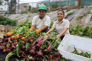 Corpsmembers harvest beets & peppers