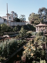 Springtime at the East LA Learning Garden!