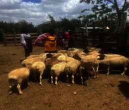 Cohort #10 Divide Up The 32 Sheep