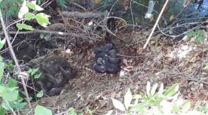 Abby and babies in the ravine