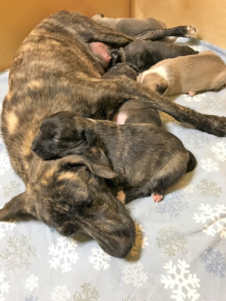help orphan puppies donate to help orphan puppies inc help orphan puppies donate to help orphan puppies inc