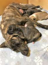 Abby and babies safe with us