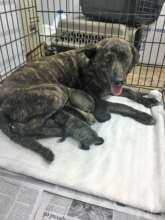 Mom and babies safe