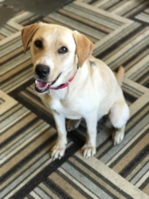 Daisy