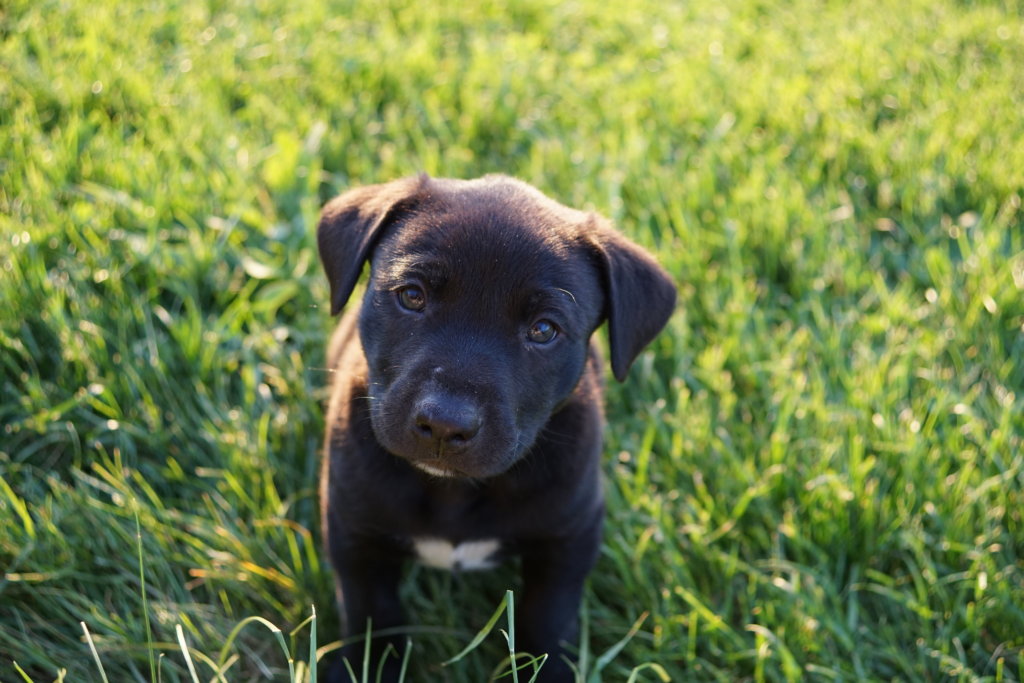 Louie