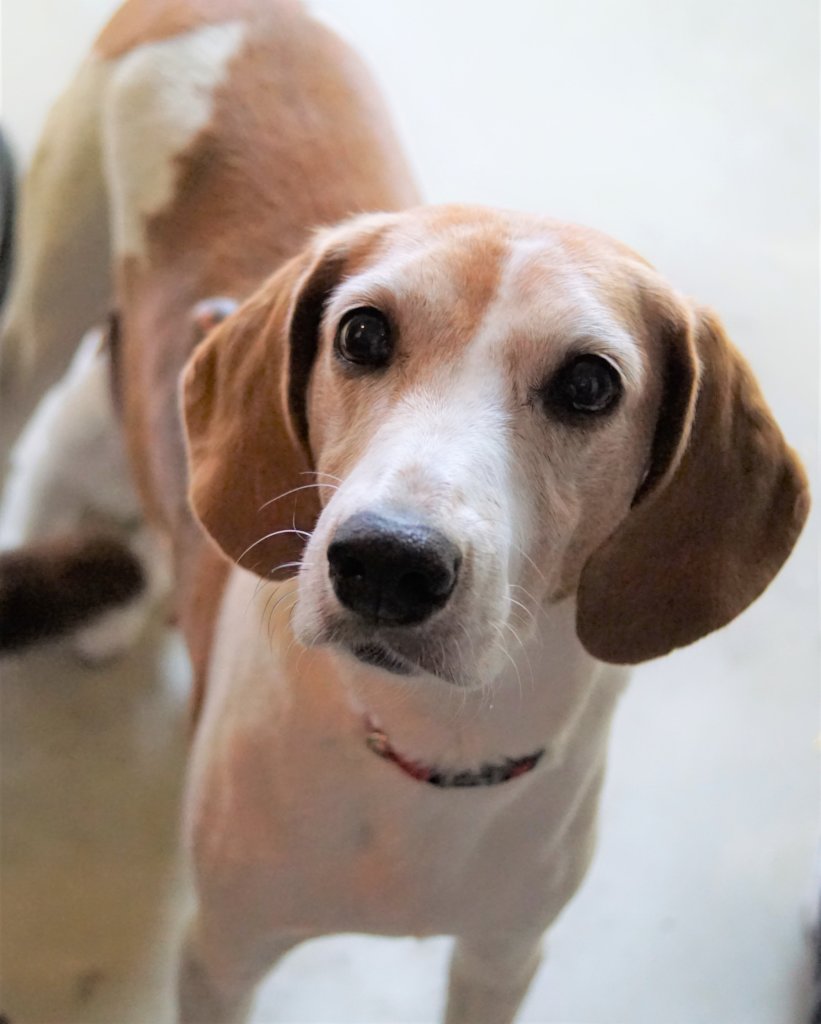help orphan puppies donate to help orphan puppies inc help orphan puppies donate to help orphan puppies inc