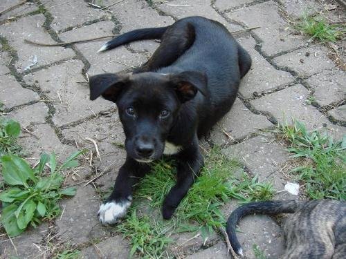 Help Orphan Puppies - Special Needs Dogs in the US