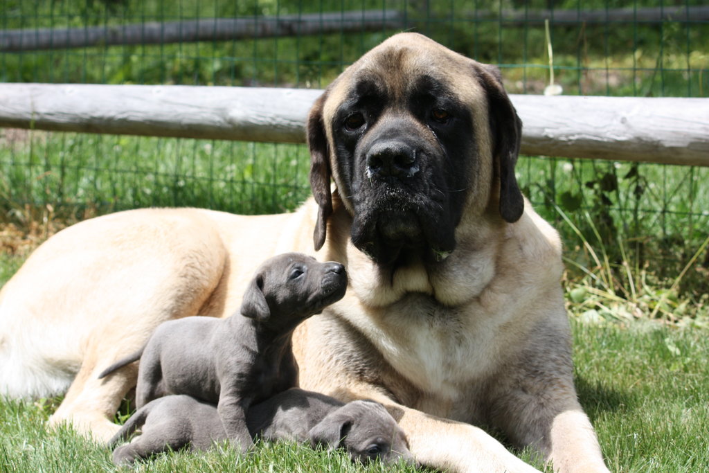 Help Orphan Puppies - Special Needs Dogs in the US