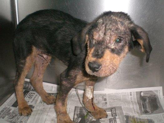 Help Orphan Puppies - Special Needs Dogs in the US