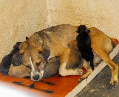 Help Orphan Puppies - Special Needs Dogs in the US